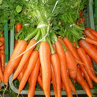 Las zanahorias son alimentos rico en vitamina A